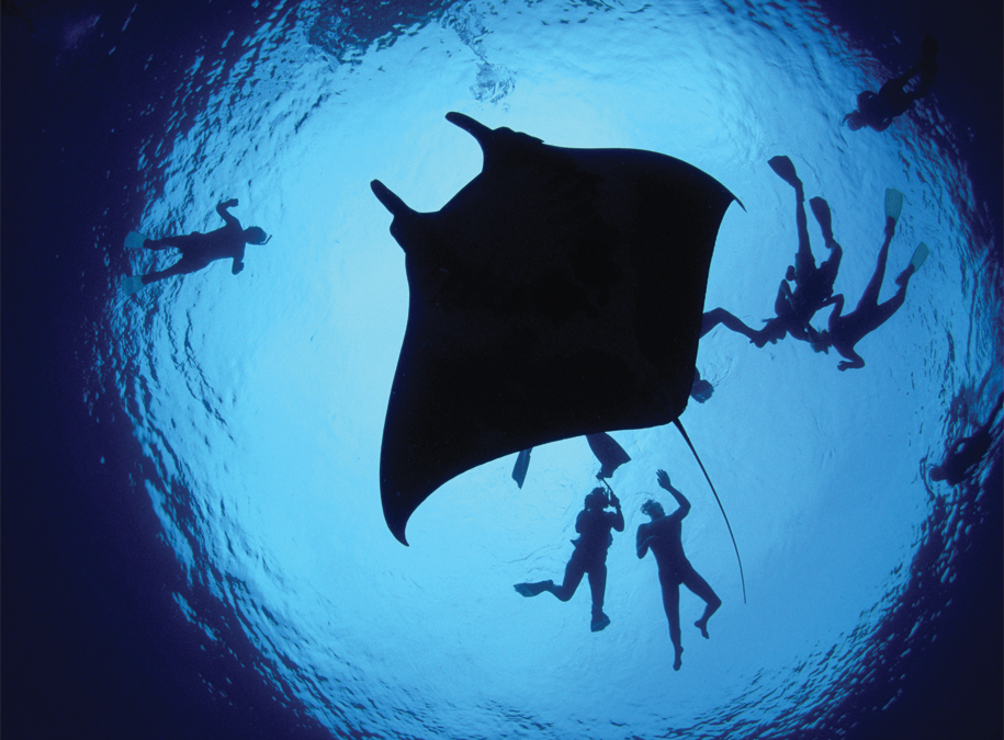 7 steps for interacting with mantas responsibly