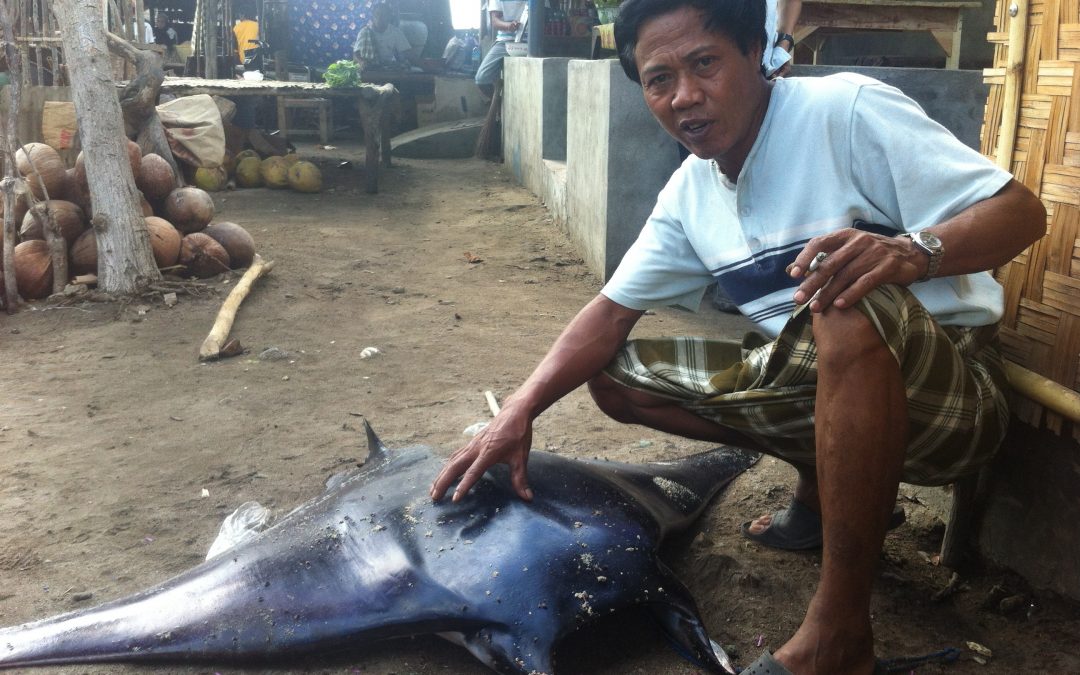 Rapid Assessment of West Lombok’s Manta Fisheries