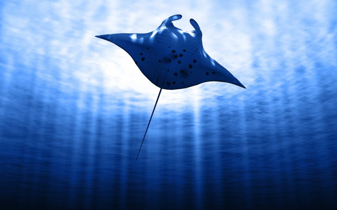 Indonesia creates new 7,000km2 manta ray sanctuary