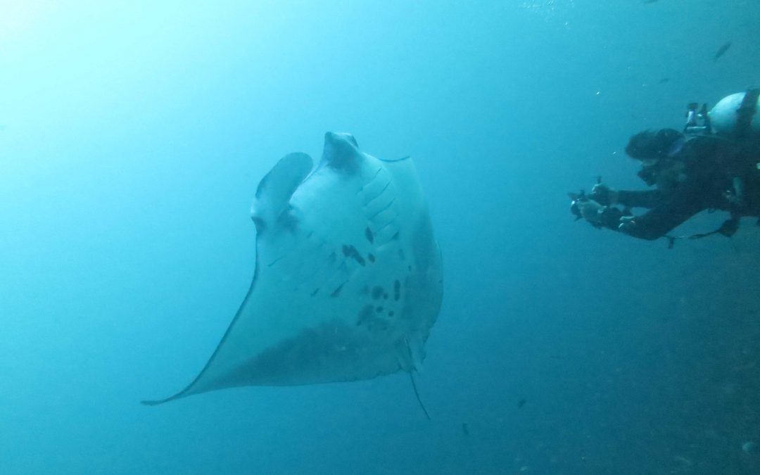 Day 5 : The best manta site in the world?