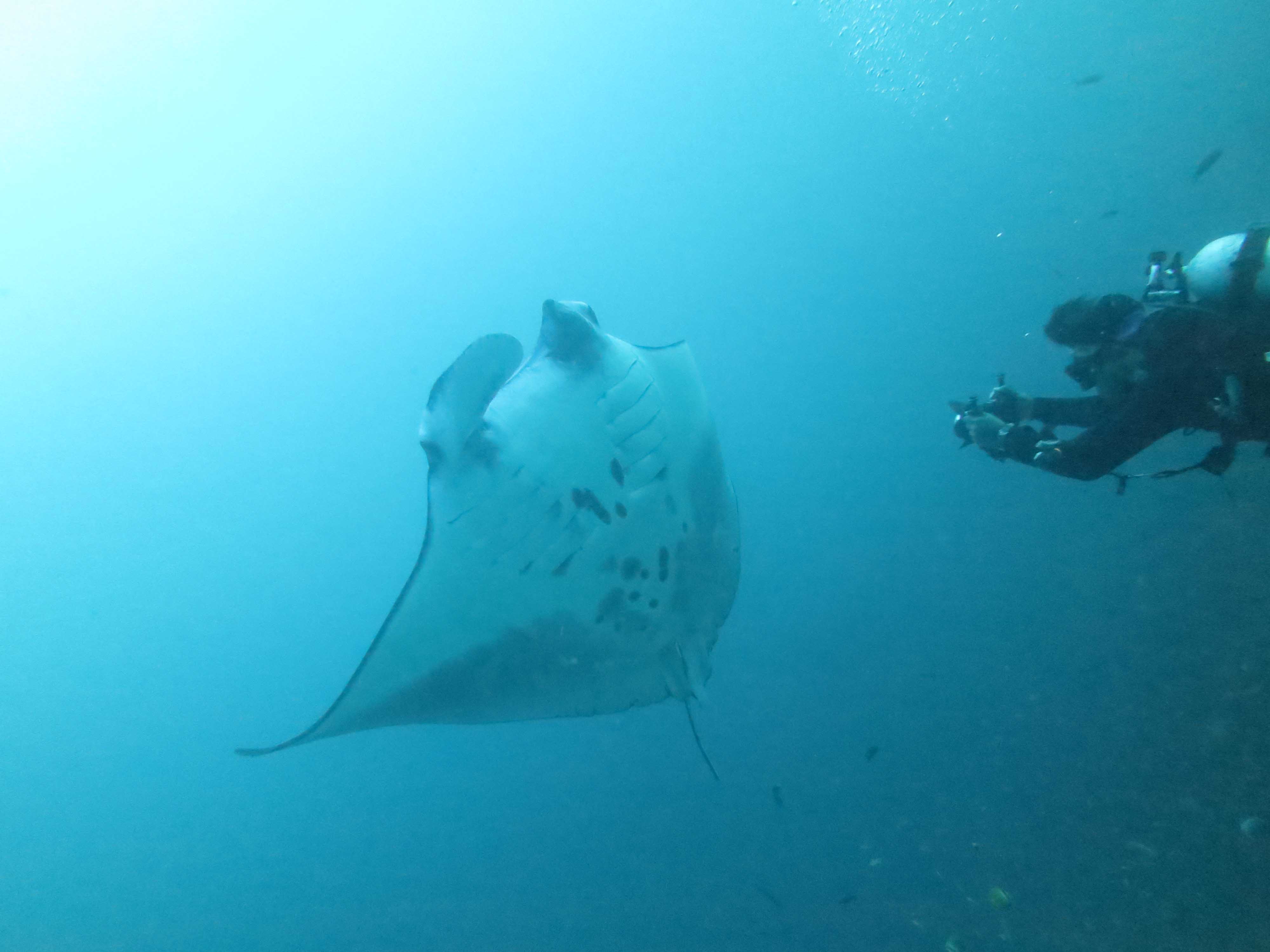 Day 5 The best manta site in the world? MantaWatch