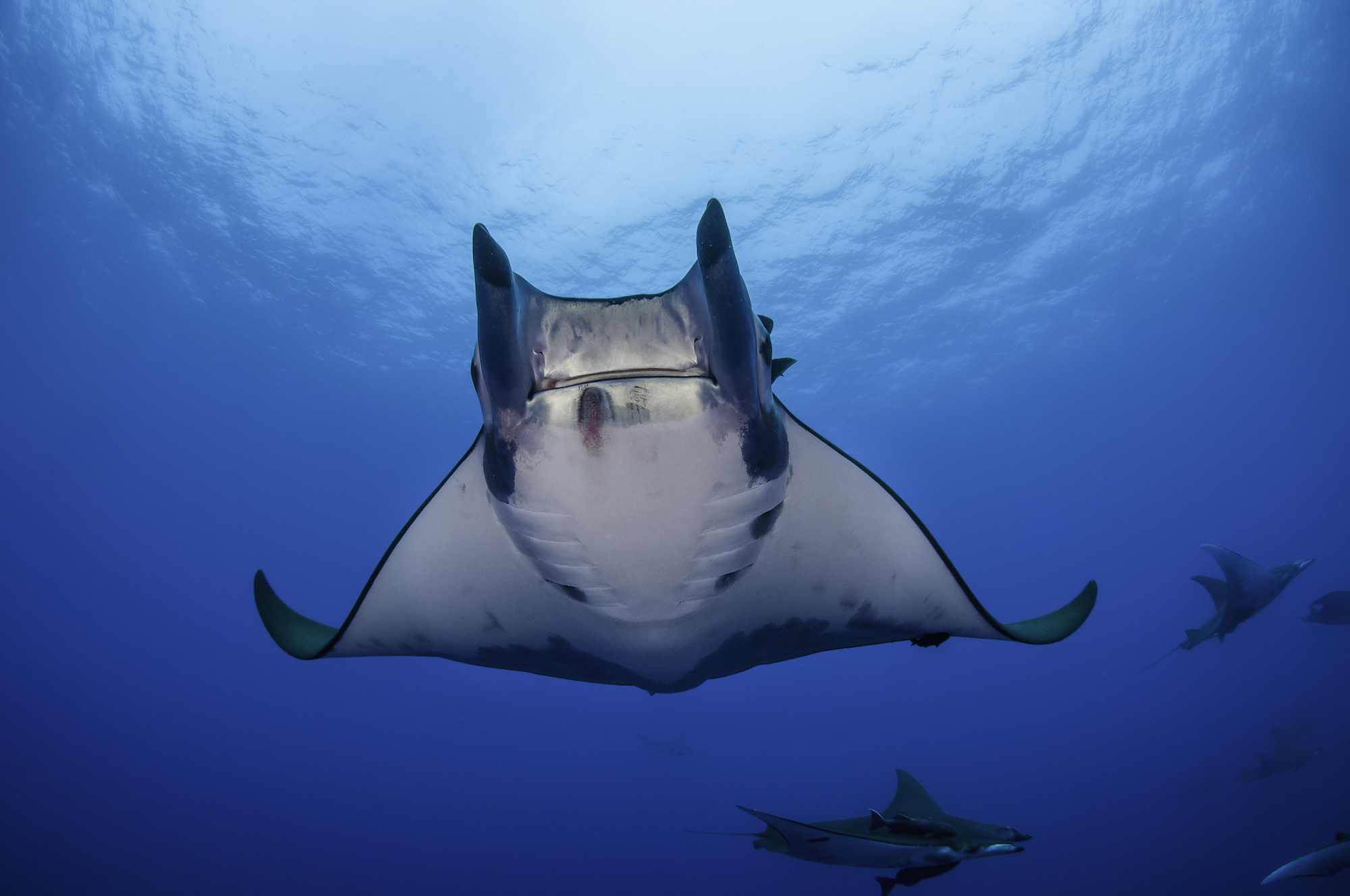 Mobula Rays Threatened with Extinction due to Overfishing